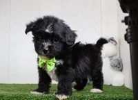 Carson, a male Bichon Frise and Shih Tzu for sale in Millersburg, OH – 3 of 3