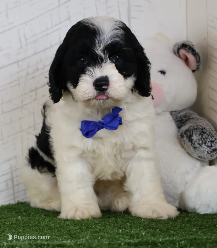 Chip – Cockapoo puppy for sale in Millersburg, OH