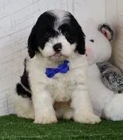 Chip, a male Cockapoo for sale in Millersburg, OH – 1 of 3
