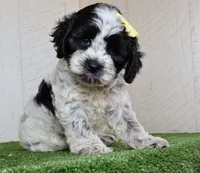 Debbie, a female Cockapoo for sale in Millersburg, OH – 3 of 4