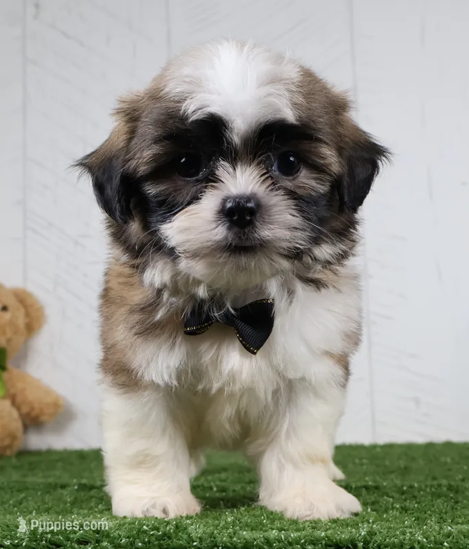 Travis – Shih Tzu puppy for sale in Millersburg, OH