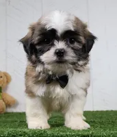 Travis, a male Shih Tzu for sale in Millersburg, OH – 1 of 6