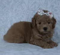 Kacey, a female Miniature Goldendoodle for sale in Millersburg, OH – Photo 2 of 4