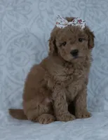 Kacey, a female Miniature Goldendoodle for sale in Millersburg, OH – Photo 3 of 4