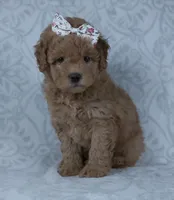 Kacey, a female Miniature Goldendoodle for sale in Millersburg, OH – Photo 4 of 4