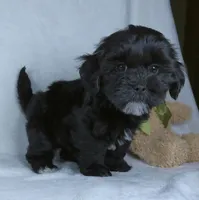 Cookie, a female Shihpoo for sale in Millersburg, OH – Photo 4 of 4