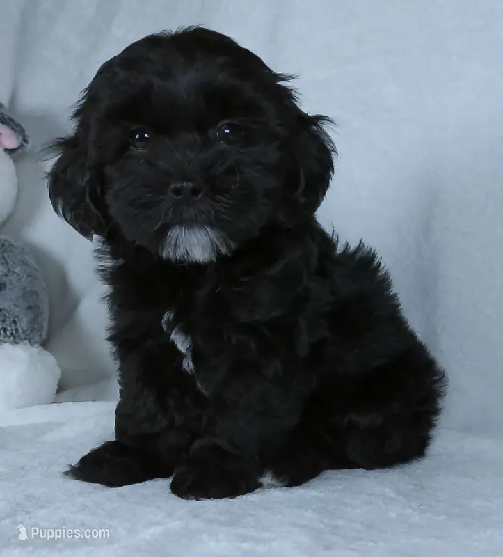 Cookie – Shihpoo puppy for sale in Millersburg, OH
