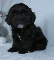 Cookie, a female Shihpoo for sale in Millersburg, OH – Photo 1 of 4