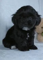 Cookie, a female Shihpoo for sale in Millersburg, OH – Photo 3 of 4