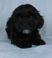 Cookie, a female Shihpoo for sale in Millersburg, OH – Photo 2 of 4