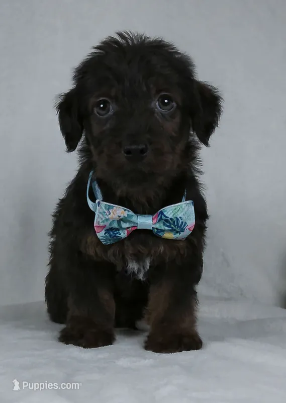 Silas, a male Yorkipoo for sale in Millersburg, OH – 1 of 4