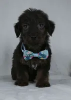 Silas, a male Yorkipoo for sale in Millersburg, OH – 1 of 4