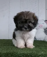 Mia, a female Bichon Frise for sale in Millersburg, OH – 4 of 4