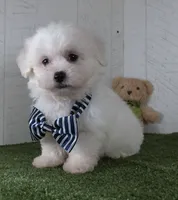 Benett, a male Bichon Frise for sale in Millersburg, OH – 4 of 5