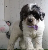 Winston, a male Cockapoo for sale in Millersburg, OH – 2 of 4