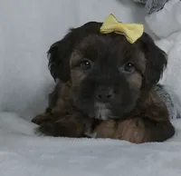 Mindy, a female Yorkipoo for sale in Millersburg, OH – 2 of 5