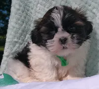 Patches, a male Shih Tzu for sale in Millersburg, OH – 5 of 5
