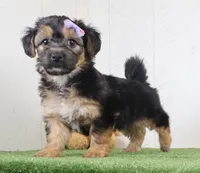 Piper, a female Bichon Frise and Yorkshire Terrier for sale in Millersburg, OH – 4 of 4