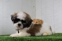 Travis, a male Shih Tzu for sale in Millersburg, OH – 3 of 6