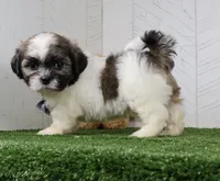 Josh, a male Shih Tzu for sale in Millersburg, OH – 3 of 4