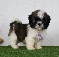 Denzel, a male Shih Tzu for sale in Millersburg, OH – 1 of 5