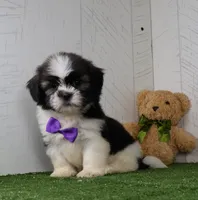 Cooper, a male Shih Tzu for sale in Millersburg, OH – 2 of 4