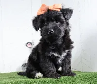 Kacey, a female Bichon Frise and Yorkshire Terrier for sale in Millersburg, OH – 5 of 6
