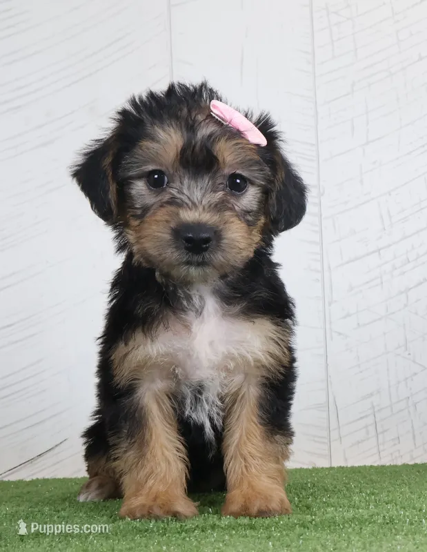 Polly – Bichon Frise, Yorkshire Terrier puppy for sale in Millersburg, OH