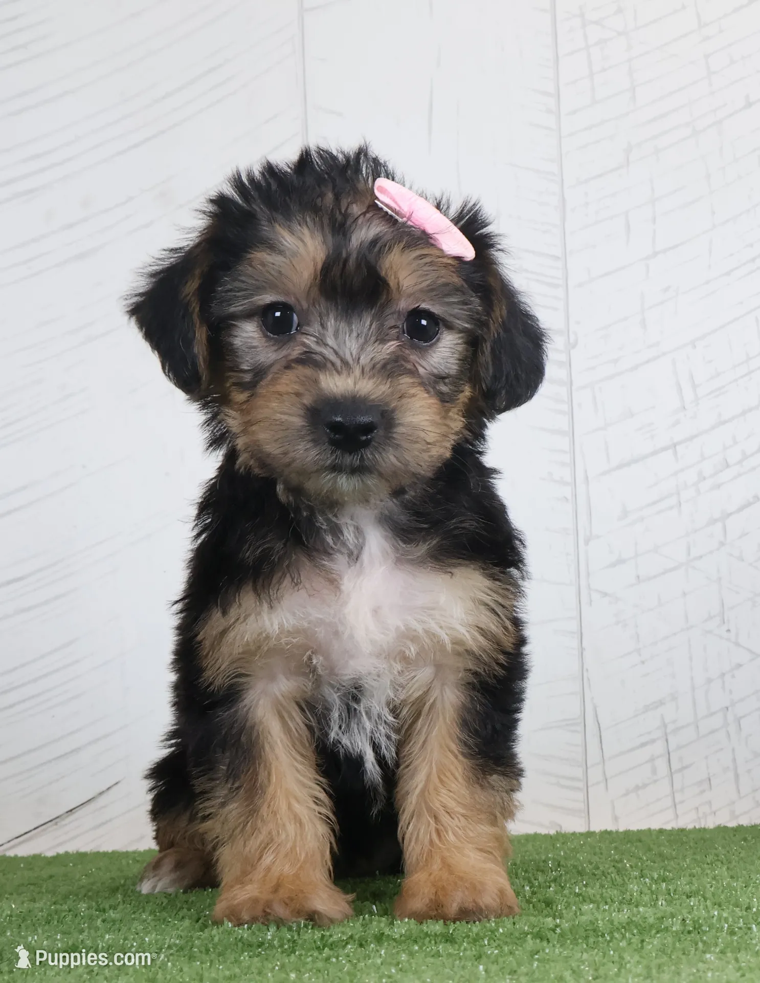Polly, a female Bichon Frise and Yorkshire Terrier for sale in Millersburg, OH – 1 of 3