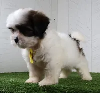 Justin, a male Shih Tzu for sale in Millersburg, OH – 2 of 5