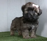 Lizzie, a male Shorkie for sale in Millersburg, OH – 4 of 4