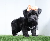 Kacey, a female Bichon Frise and Yorkshire Terrier for sale in Millersburg, OH – 4 of 6