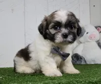Josh, a male Shih Tzu for sale in Millersburg, OH – 2 of 4