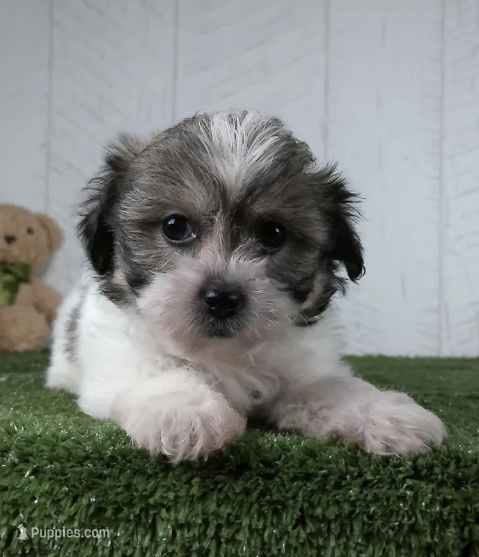 Bailey – Bichon Frise puppy for sale in Millersburg, OH