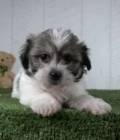 Bailey, a female Bichon Frise for sale in Millersburg, OH – 1 of 5