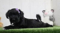 Penny, a female Bichon Frise and Yorkshire Terrier for sale in Millersburg, OH – 5 of 5