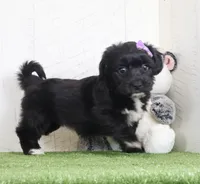 Penny, a female Bichon Frise and Yorkshire Terrier for sale in Millersburg, OH – 3 of 5