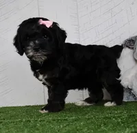 Darla, a female Cockapoo for sale in Millersburg, OH – 2 of 5
