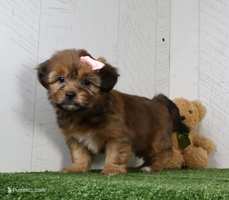 Kate – Shih Tzu, Yorkshire Terrier puppy for sale in Millersburg, OH