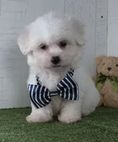 Benett, a male Bichon Frise for sale in Millersburg, OH – 2 of 5