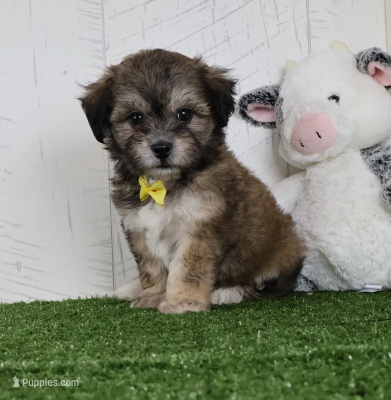 Cade – Bichon Frise, Shih Tzu puppy for sale in Millersburg, OH