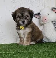Cade, a male Bichon Frise and Shih Tzu for sale in Millersburg, OH – 1 of 4