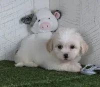 Noah, a male Bichon Frise for sale in Millersburg, OH – 3 of 3