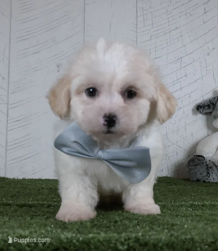 Noah – Bichon Frise puppy for sale in Millersburg, OH