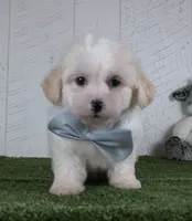 Noah, a male Bichon Frise for sale in Millersburg, OH – 1 of 3