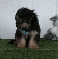 Winnie, a male Shorkie for sale in Millersburg, OH – 4 of 4
