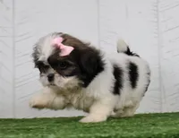 Dolly, a female Shih Tzu for sale in Millersburg, OH – 2 of 5