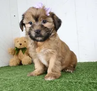 Meadow, a female Shih Tzu and Yorkshire Terrier for sale in Millersburg, OH – 5 of 5