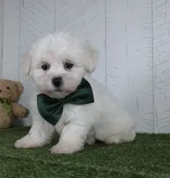 Conner, a male Bichon Frise for sale in Millersburg, OH – 3 of 3