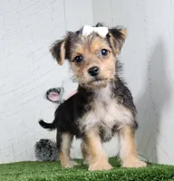 Iyla, a female Bichon Frise and Yorkshire Terrier for sale in Millersburg, OH – 2 of 5